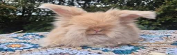 Angora rabbits for sale: 💙1 boy remaining- parents inported from france💙  - Advert 1