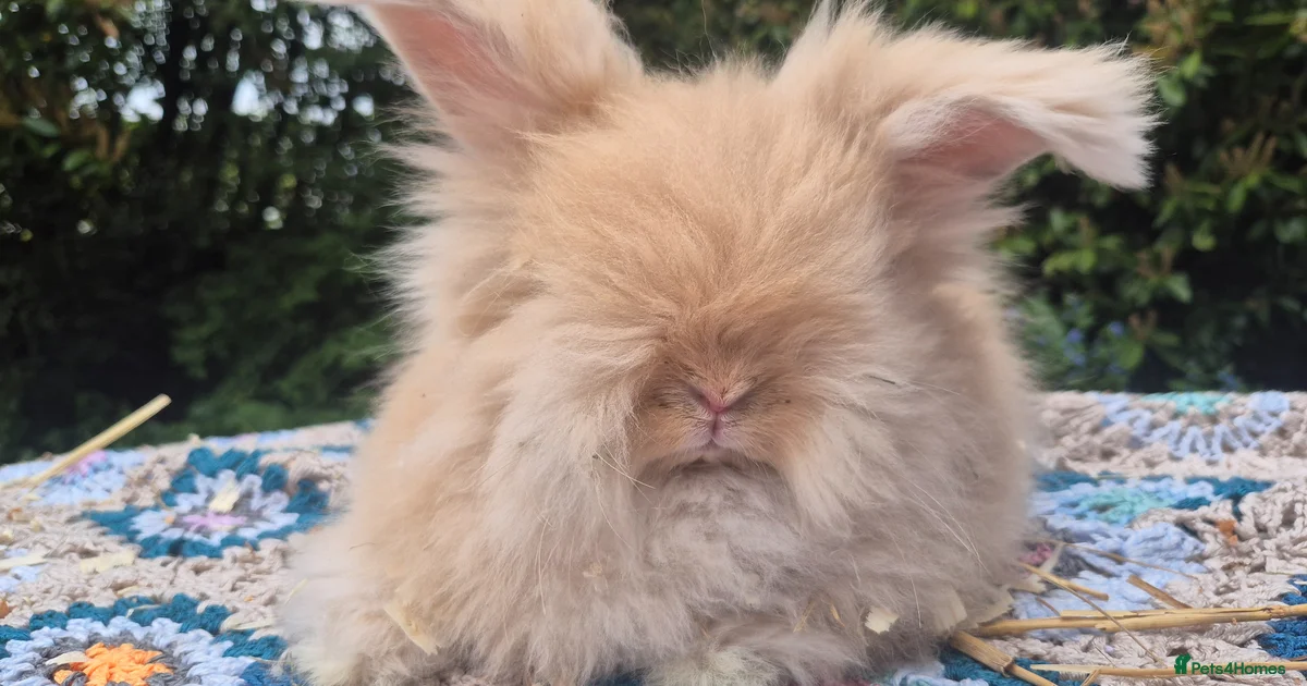 Rabbits for sale | Pets4Homes