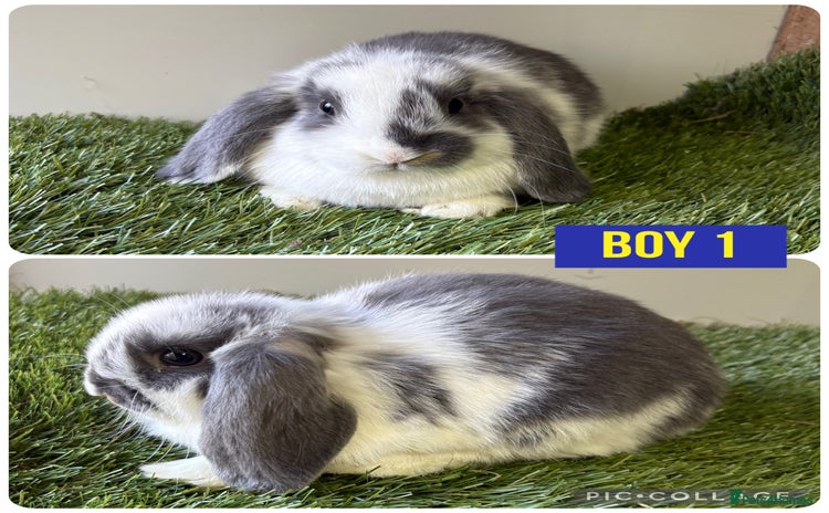 Mini Lop rabbits Beautiful, friendly mini lops  - Advert 12