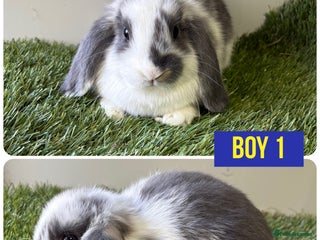 Mini Lop rabbits Beautiful, friendly mini lops - Advert 3