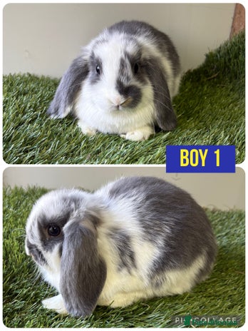 Mini Lop rabbits Beautiful, friendly mini lops - Advert 2