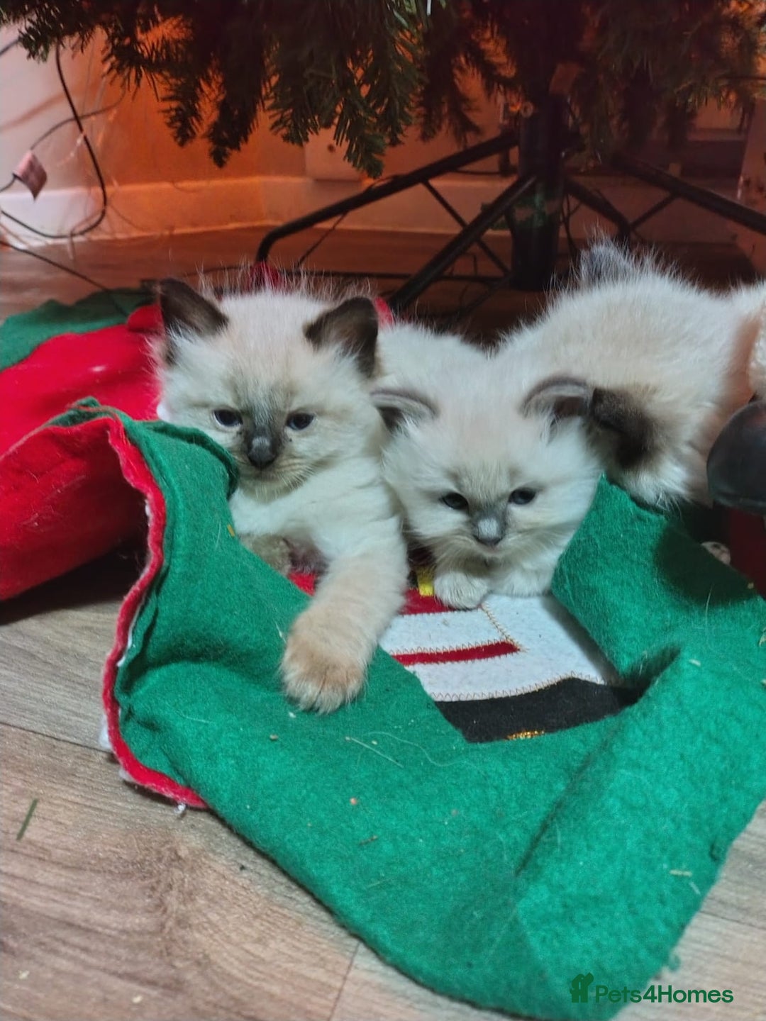 Ragdoll cats for sale: Ragdoll kittens for sale  - Advert 1