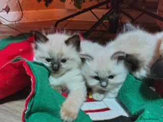 Ragdoll cats Ragdoll kittens for sale - Advert 1