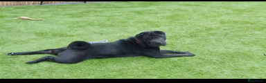 Shar Pei 2