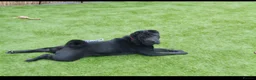 Shar Pei dogs for sale: Male and female  in Bolton - Advert 4