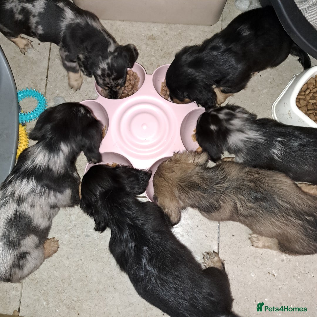 Miniature Dachshund dogs for stud: STUD 100% Long Haired Cream Miniature Dachshund - Image 9