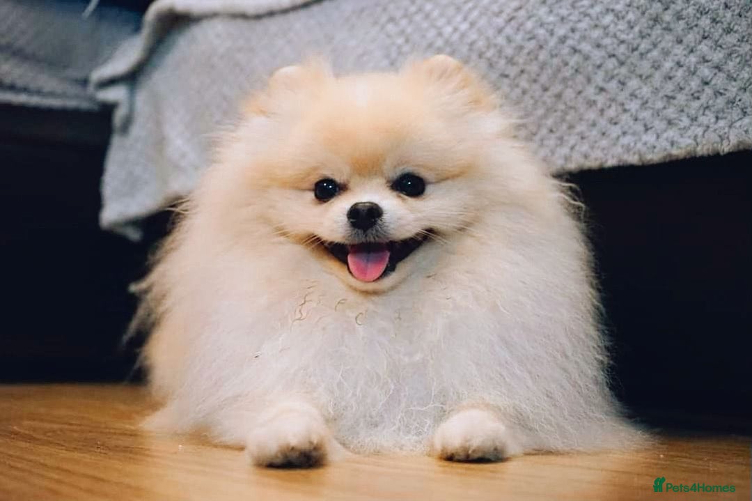Pomeranian dogs for stud: KC Stunning coat Cream boy for stud  in Borehamwood - Advert 1
