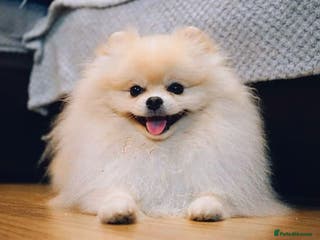 Pomeranian dogs KC Stunning coat Cream boy for stud in Borehamwood - Advert 5