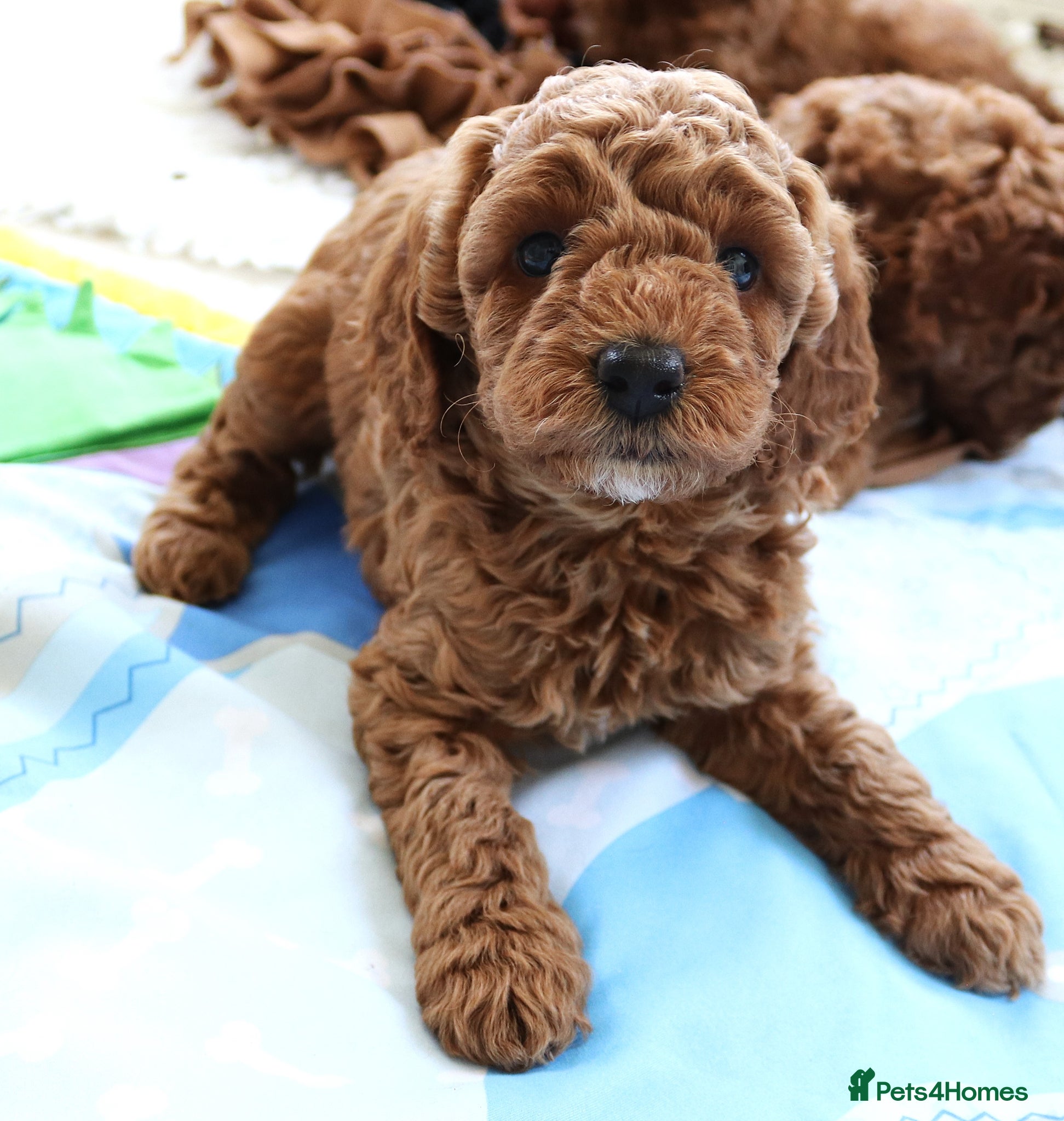 Cavapoo dogs Quality, Red, Low-Shedding Toy Cavapoo Puppies - Advert 1