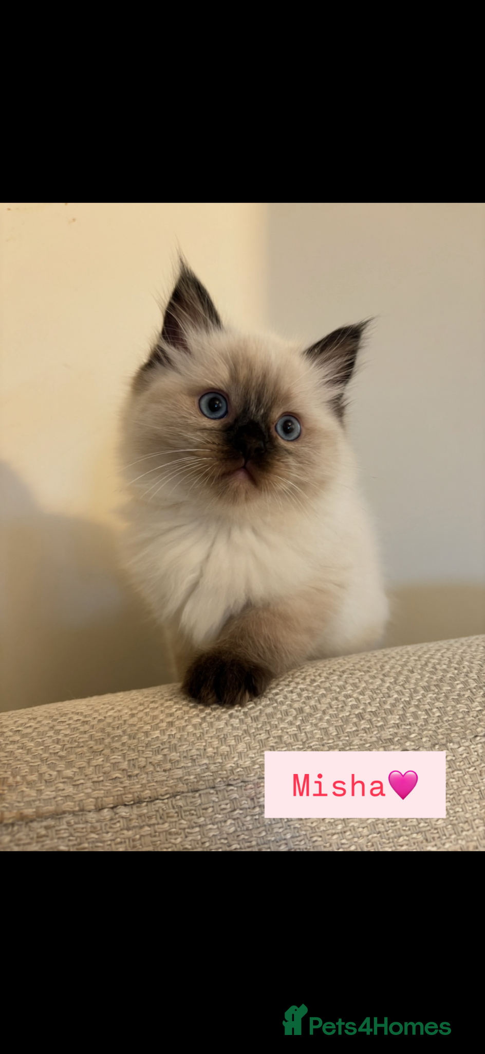 Ragdoll cats Stunning seal point ragdoll kittens  - Advert 2