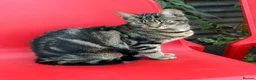 Mixed Breed cats for sale: Luna  - Advert 7