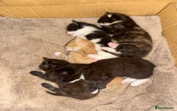 Mixed Breed cats for sale: Sweet kittens 😻 - Image 14