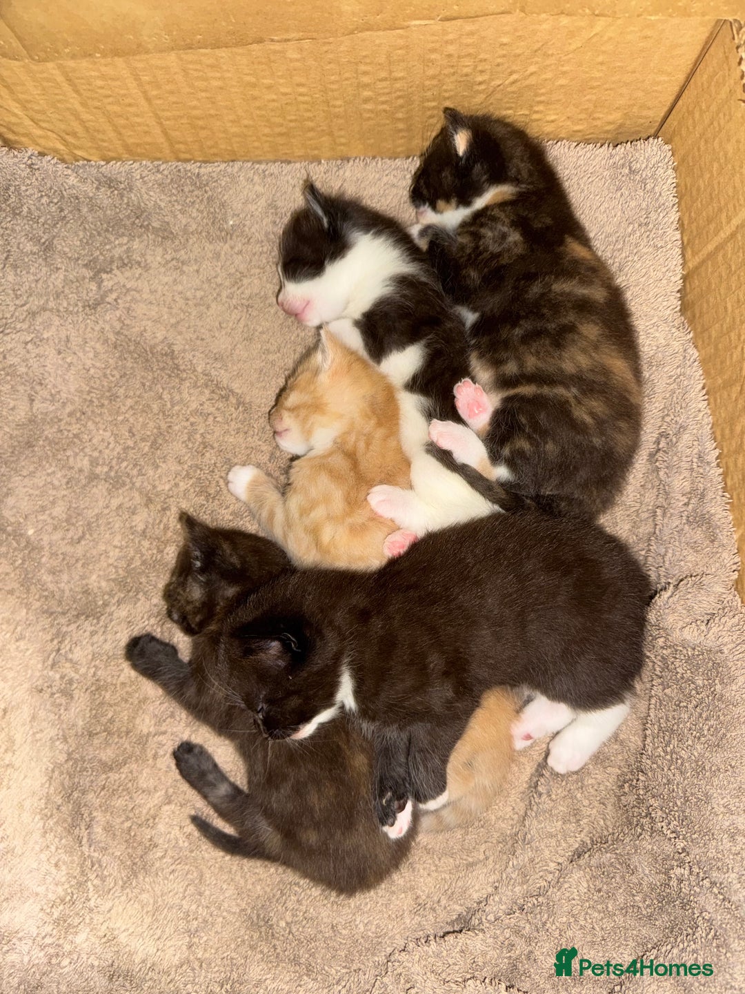 Mixed Breed cats for sale: Sweet kittens 😻 - Image 14