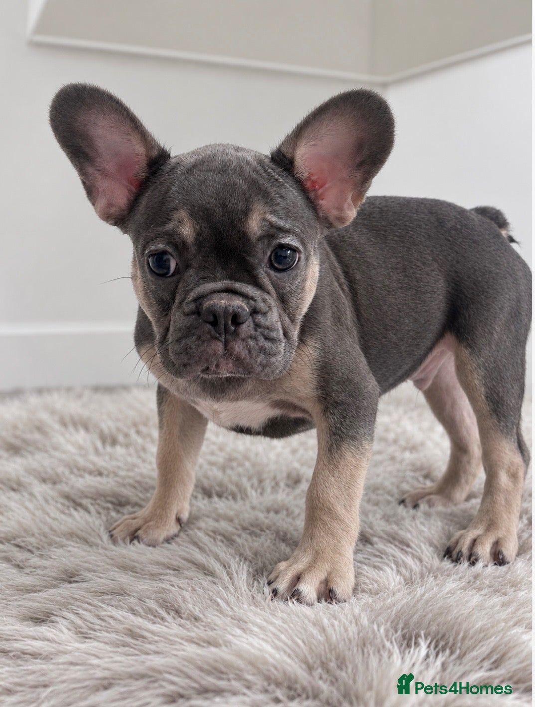 French Bulldog dogs Quality French Bulldog Puppy Last Boy - Advert 2