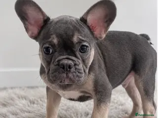 French Bulldog dogs Quality French Bulldog Puppy Last Boy - Advert 2