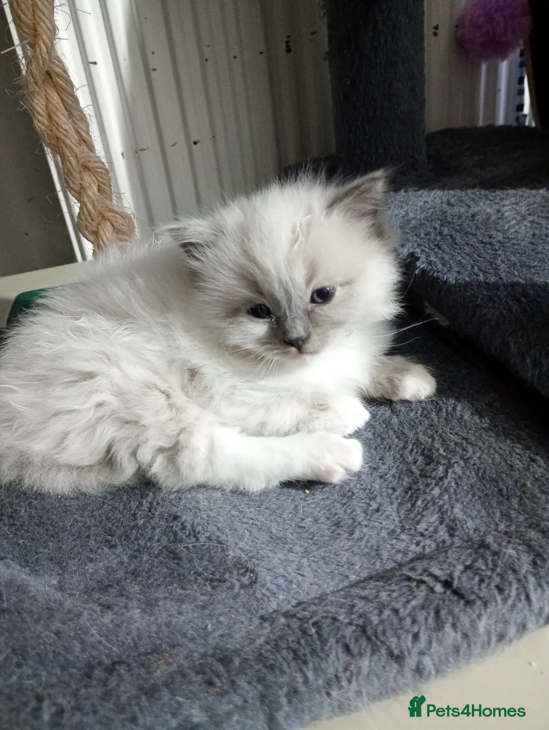 Ragdoll cats for sale: Beautiful pedigree female Ragdoll kitten  - Advert 9