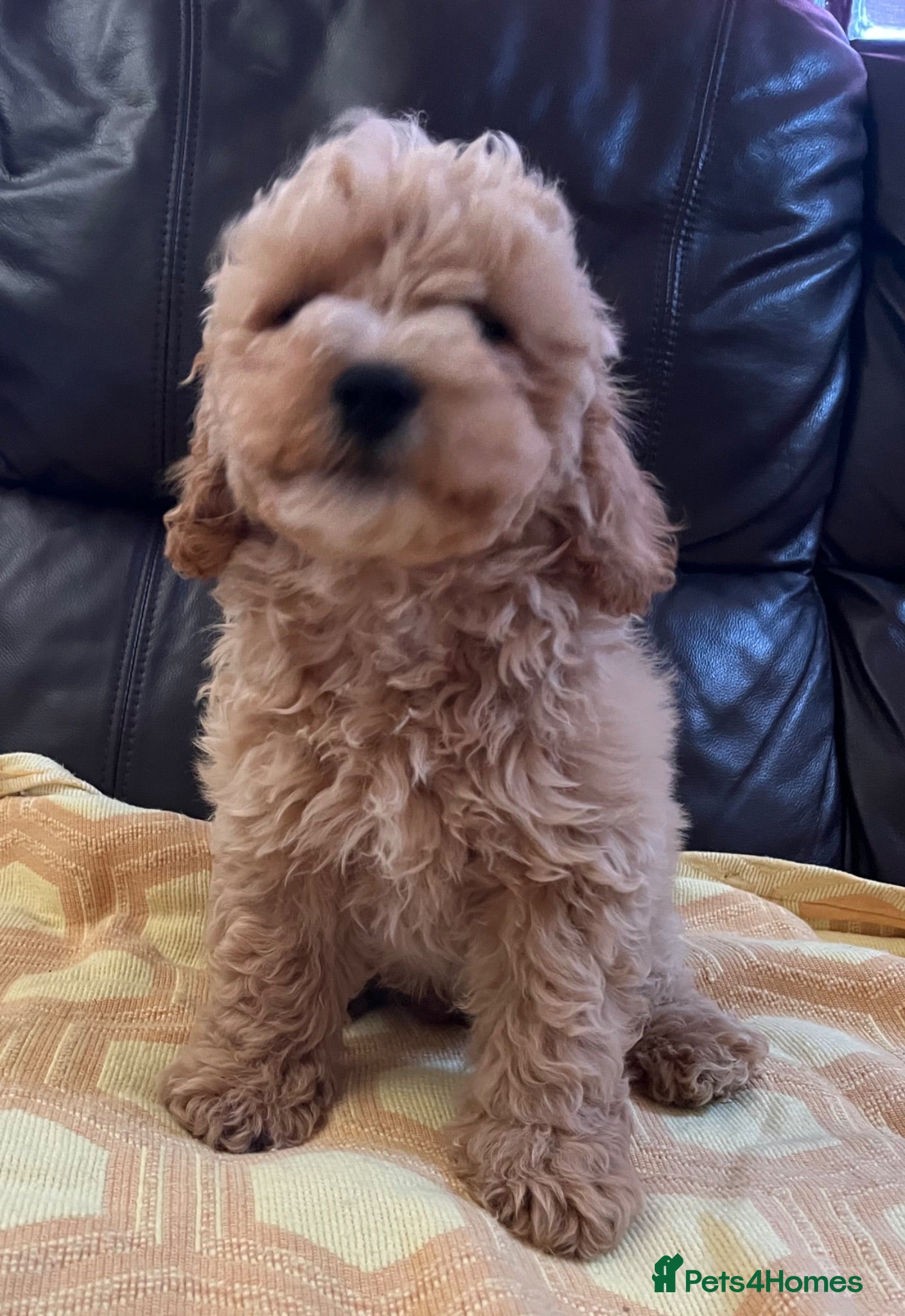 Cavapoochon dogs Cavapoochon puppies  - Advert 2