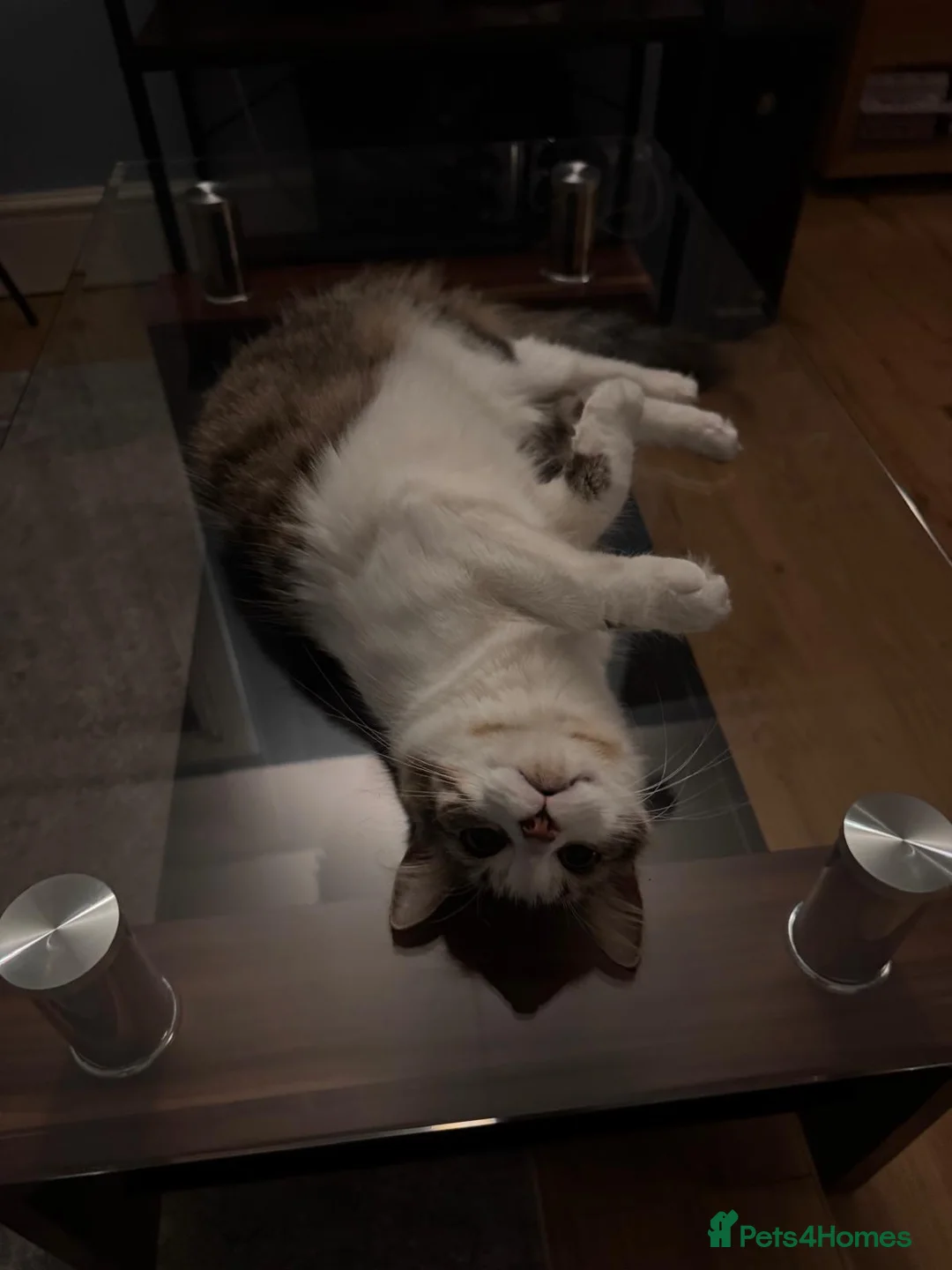 Mixed Breed cats for sale: Beautiful female cat ready for her new home in Watford - Advert 2