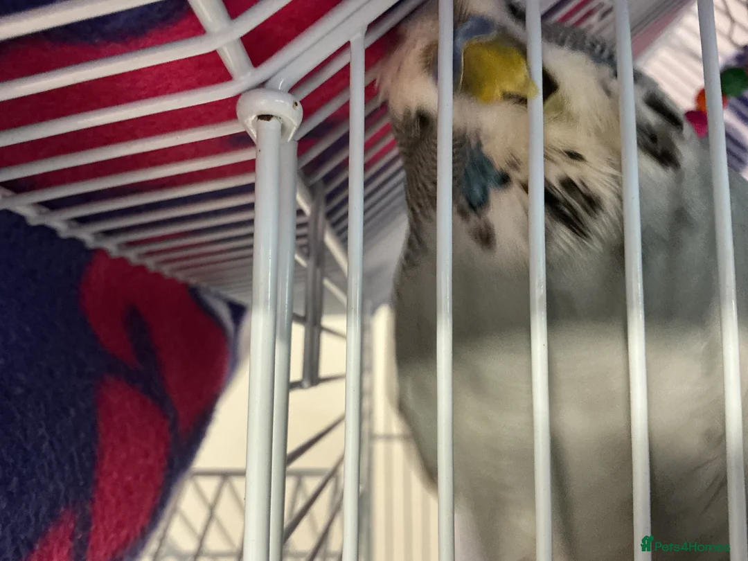 Budgerigars birds for sale: Grey budgie  - Advert 2