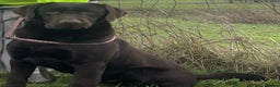 Labrador Retriever dogs for stud: KC fully tested Choc Labrador Stud in Bicester - Advert 5
