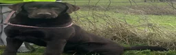 Labrador Retriever dogs for stud: KC fully tested Choc Labrador Stud in Bicester - Advert 5