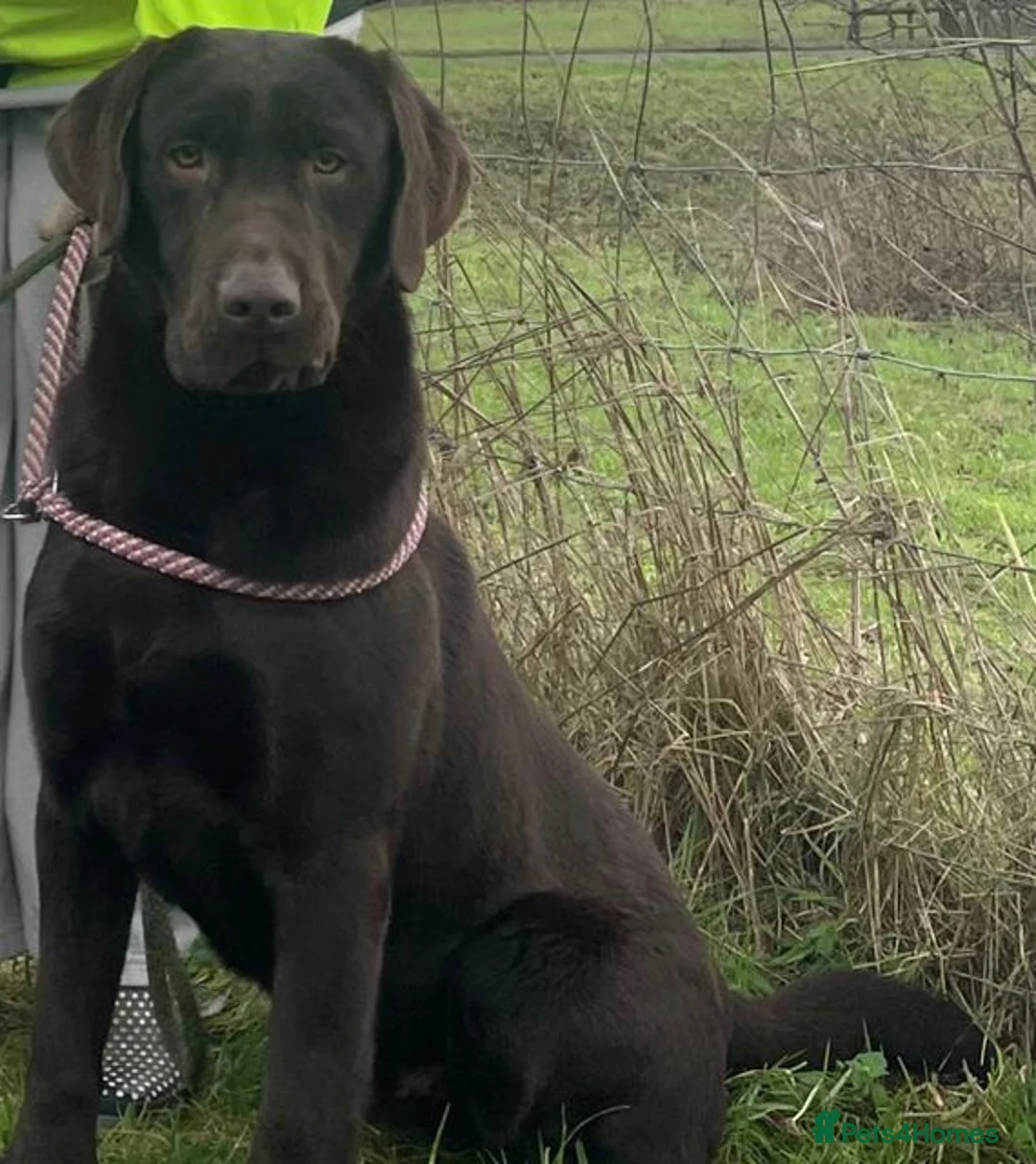 Labrador Retriever dogs for stud: KC fully tested Choc Labrador Stud in Bicester - Advert 5