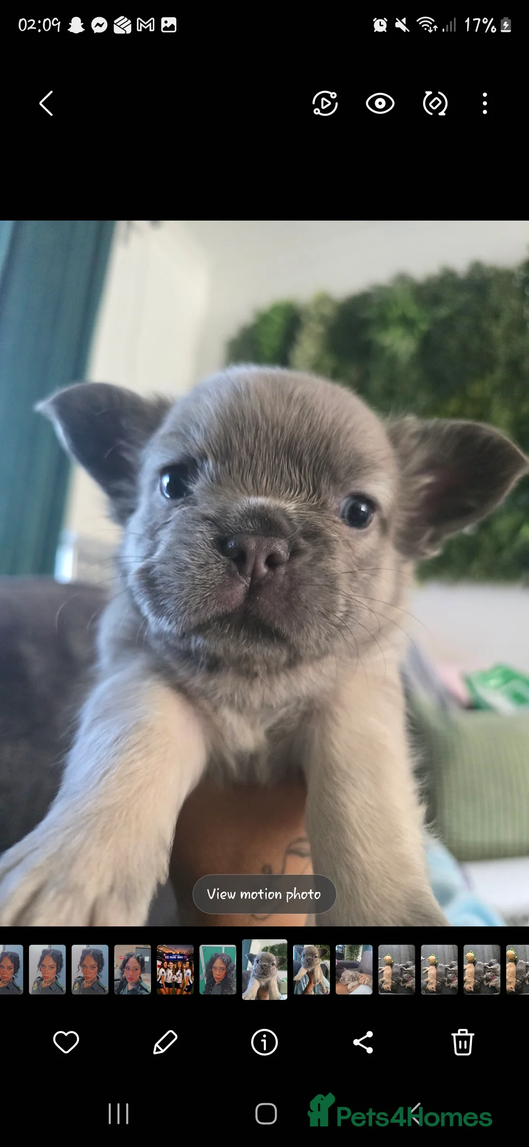 French Bulldog dogs for sale: Female fluffy frenchie - Advert 2