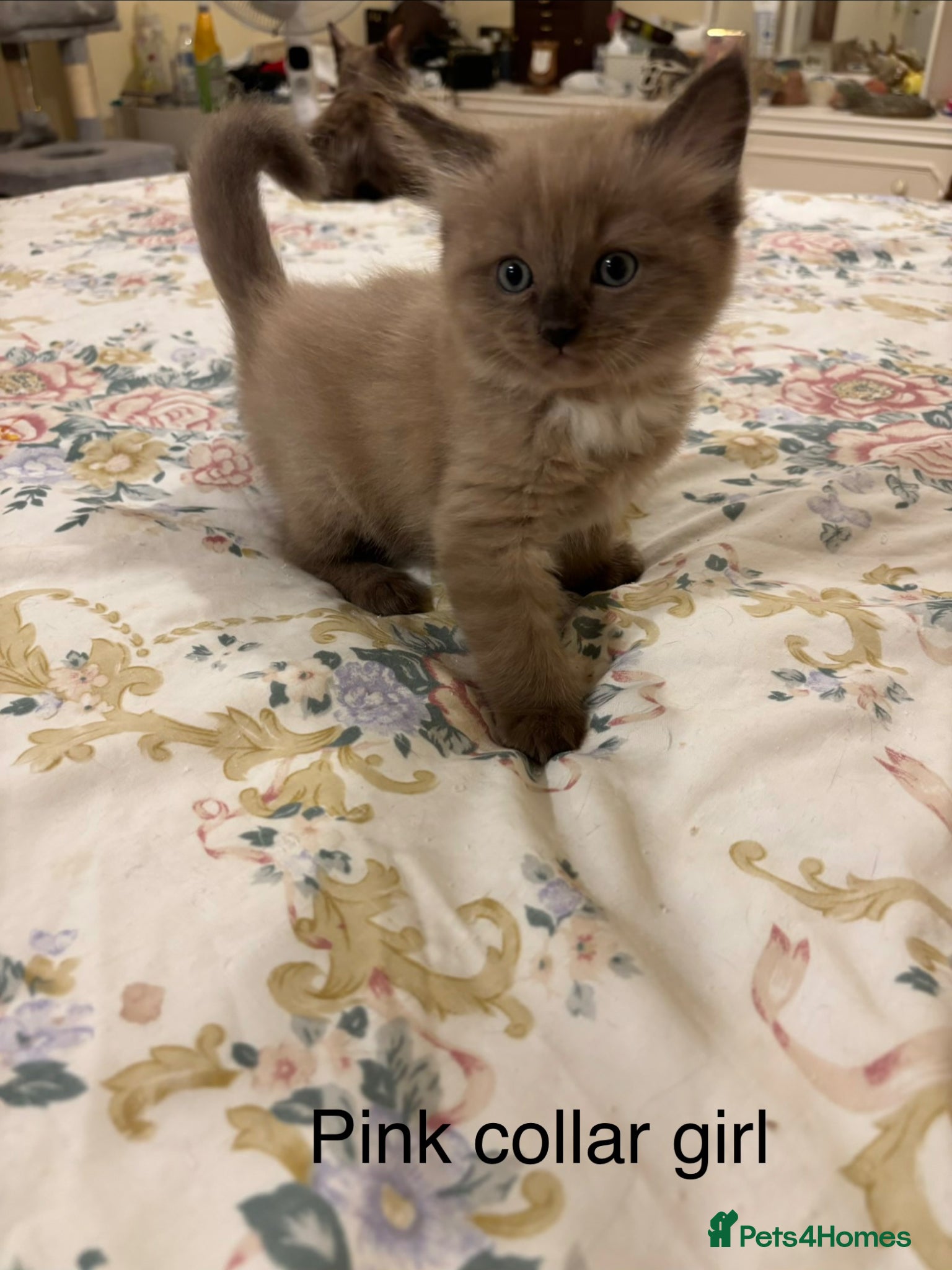 Ragdoll cats RARE RAGDOLL KITTENS - Advert 6