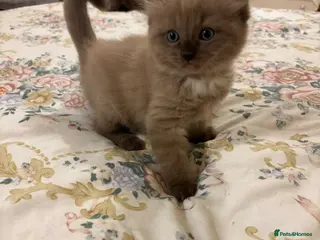 Ragdoll cats RARE RAGDOLL KITTENS - Advert 6