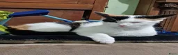 Mixed Breed cats for sale: White with ginger tail kitten  - Advert 2