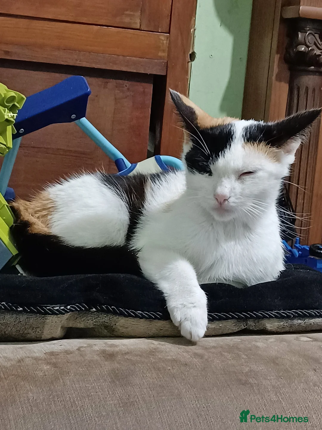Mixed Breed cats for sale: White with ginger tail kitten  - Advert 2