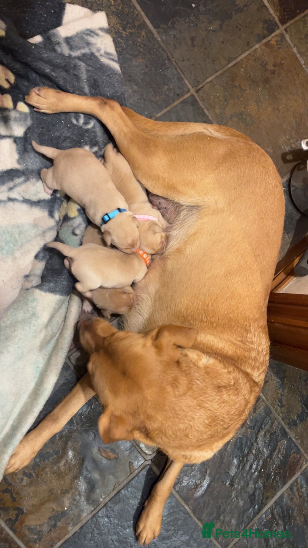 Labrador Retriever dogs for sale: Pretty Labrador pups  - Advert 2