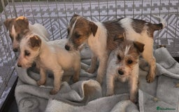 Mixed Breed dogs for sale: York’s x jackrussel puppy’s for sale - Advert 2