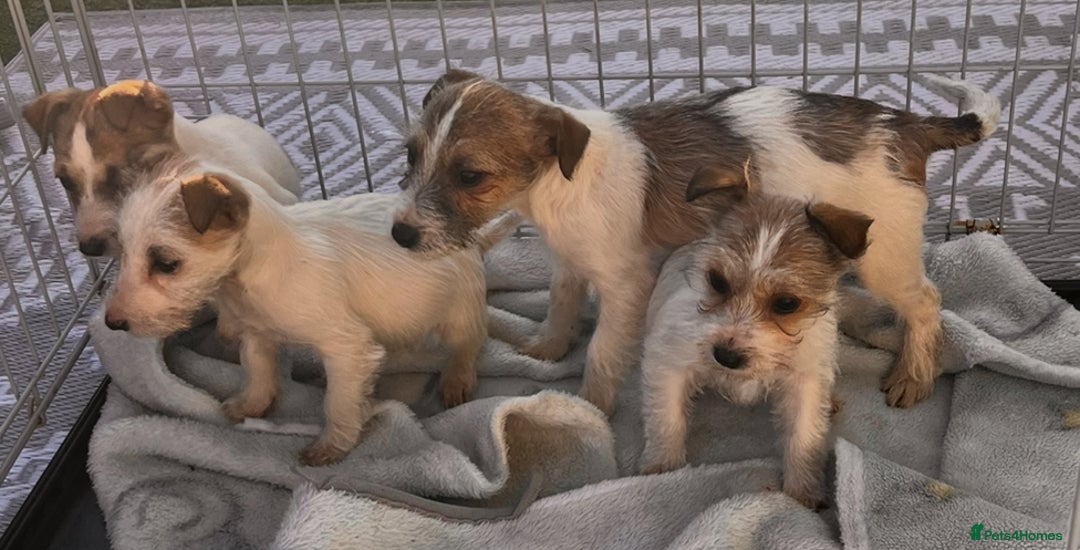 Mixed Breed dogs for sale: York’s x jackrussel puppy’s for sale - Advert 2