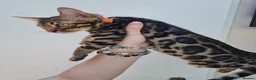 Bengal cats for sale: ❤️ Gorgeous Pure Bengal Babies! ❤️ - Advert 10