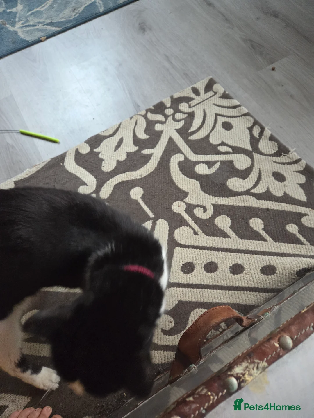 Mixed Breed cats for sale: Retirement home needed - Advert 6