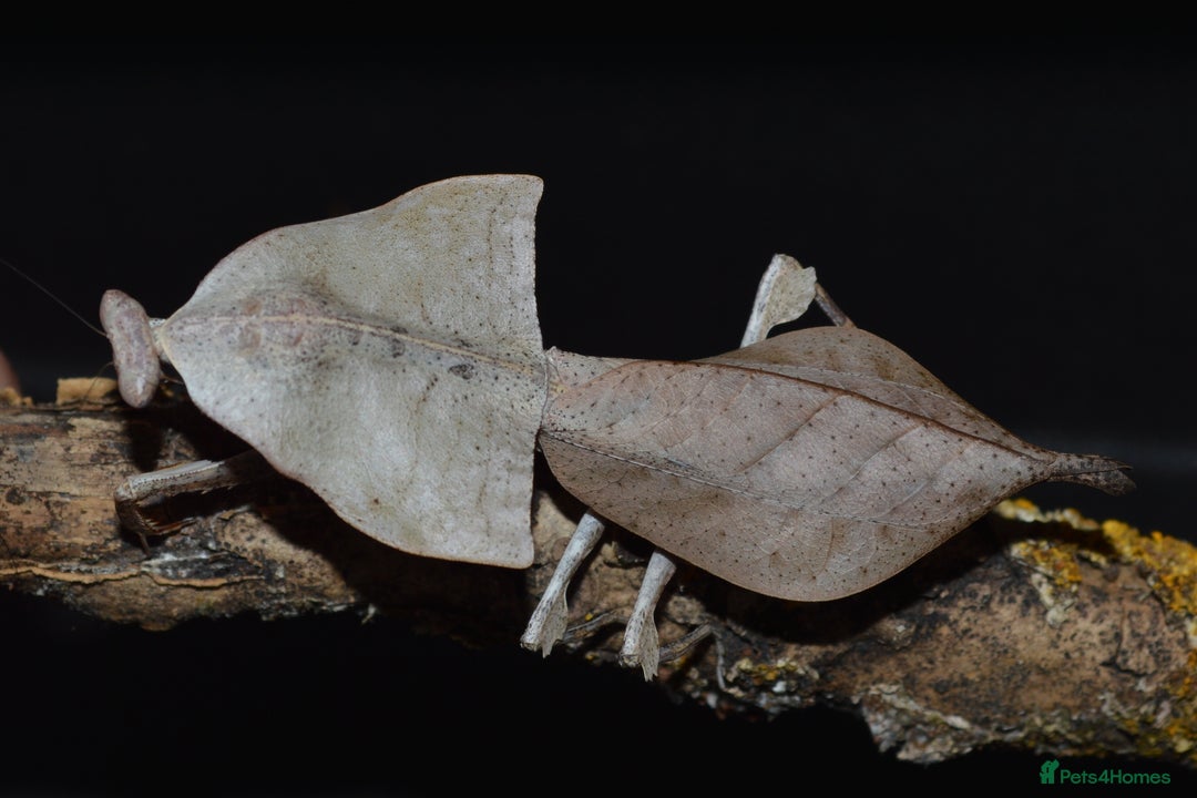 Praying Mantis invertebrates for sale: Various Praying Mantis available. - Image 1