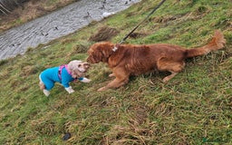 Golden Retriever dogs for stud: Gorgeous KC registered Golden Retriever stud dog  in Chesterfield - Image 2