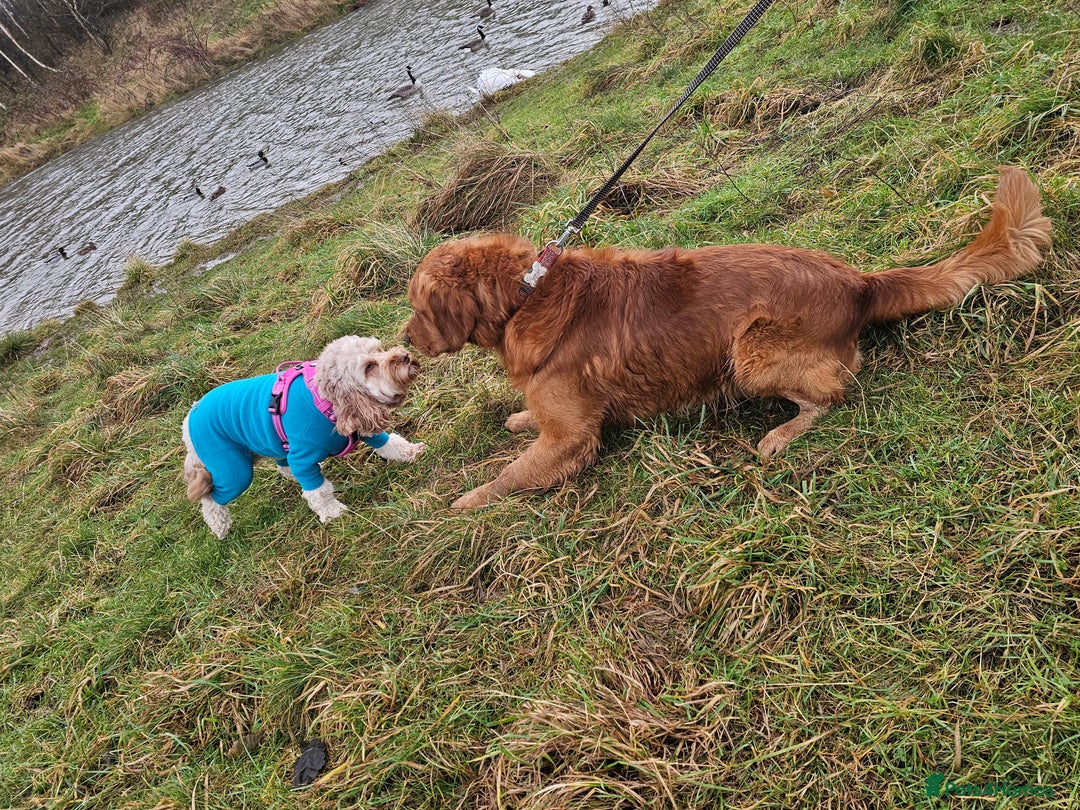 Golden Retriever dogs for stud: Gorgeous KC registered Golden Retriever stud dog  in Chesterfield - Image 2