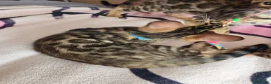Bengal 1
