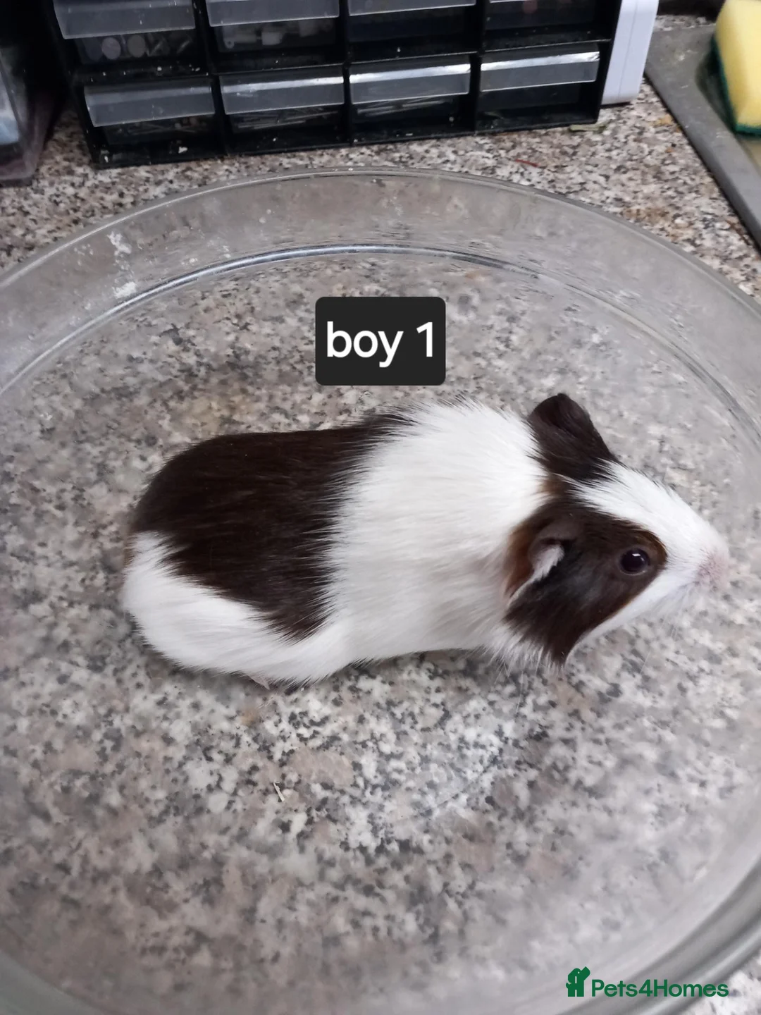 Guinea Pig rodents for sale: Baby guinea pigs ready now  - Advert 3