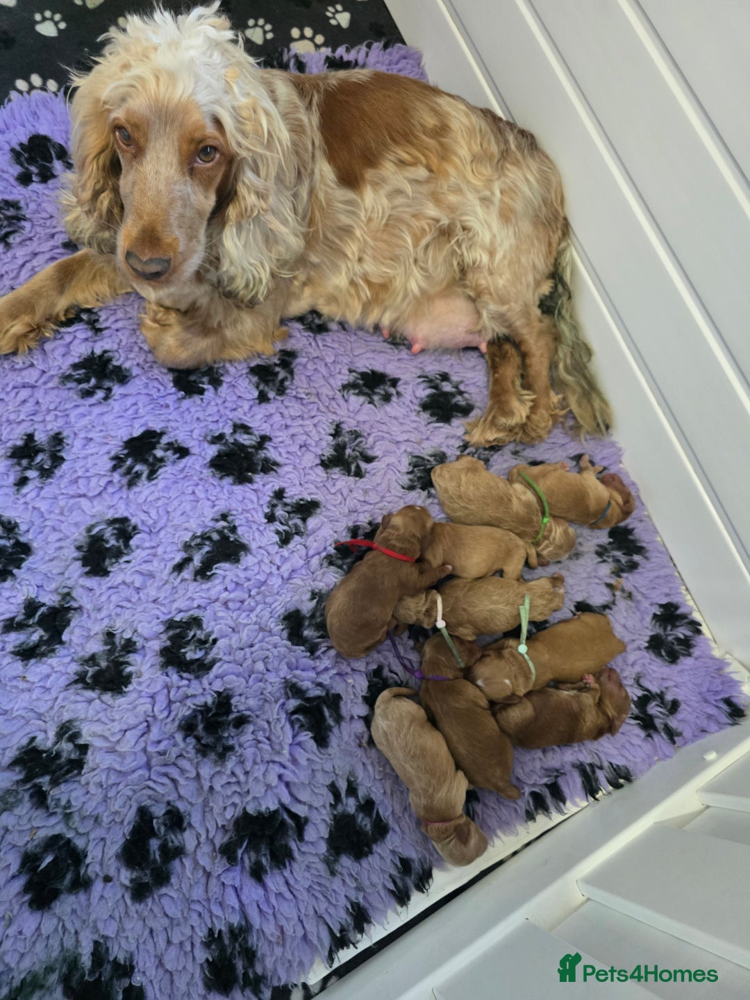 Cockapoo dogs for sale: Health tested cockerpoo F1 pups licensed Breeder  - Advert 37