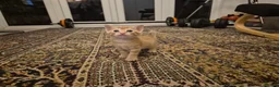 British Shorthair cats for sale: Beautiful kittens - Advert 17
