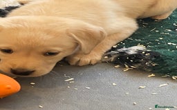 Labrador Retriever dogs for sale: Yellow and black Labrador puppies in Whitchurch - Image 34