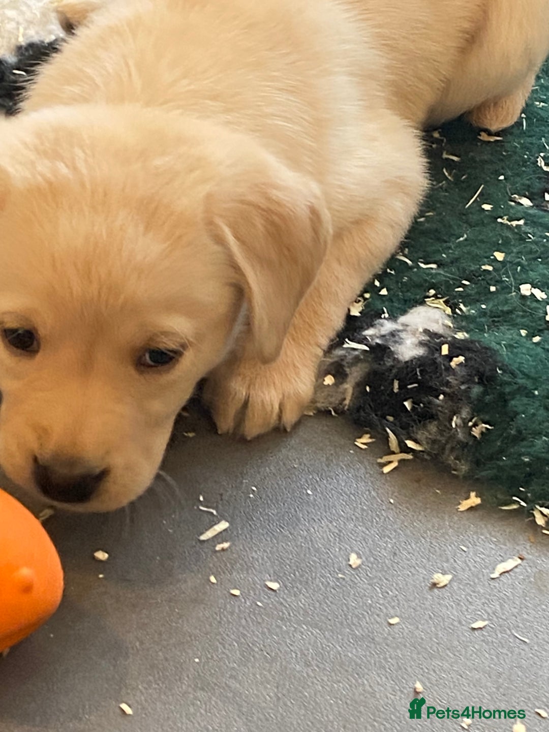 Labrador Retriever dogs for sale: Yellow and black Labrador puppies in Whitchurch - Image 34