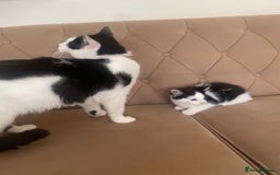 Turkish Angora cats for sale: Meet zara kitten girl looking for forever home. - Image 5