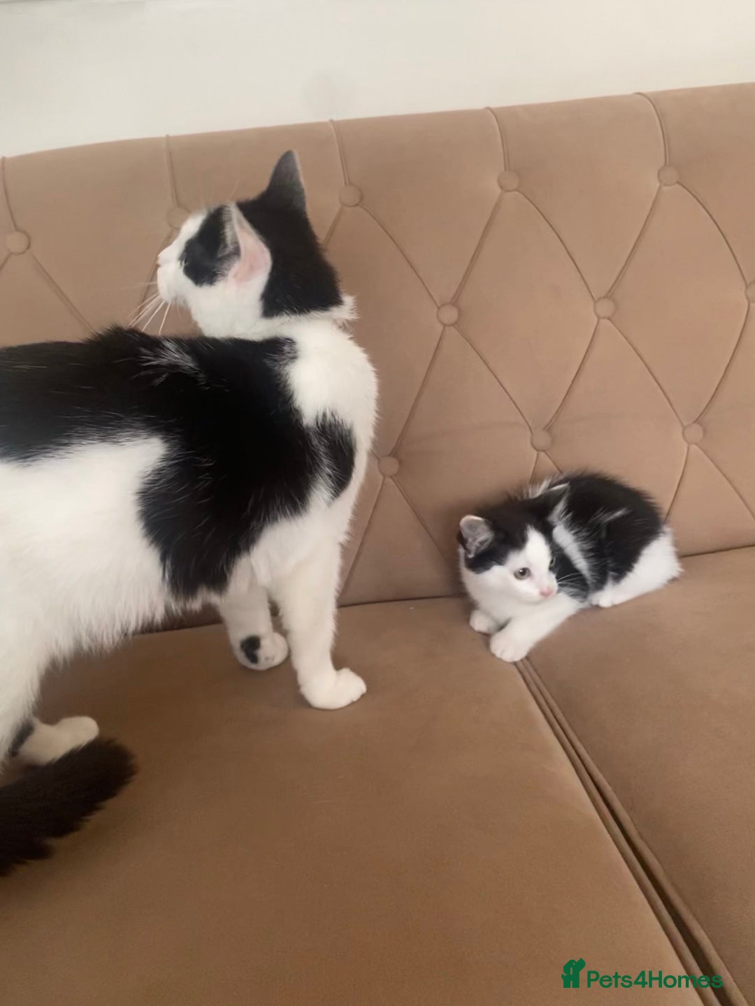 Turkish Angora cats for sale: Meet zara kitten girl looking for forever home. - Image 5