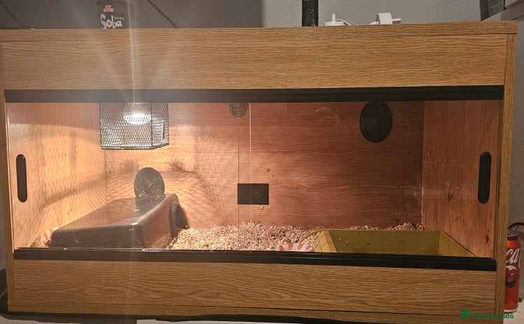 Corn Snake reptiles Candy corn (cornsnake) - Advert 1