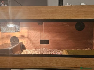 Corn Snake reptiles for sale: Candy corn (cornsnake) - Advert 1