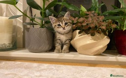 Mixed Breed cats for sale: Four gorgeous kittens  - Image 16
